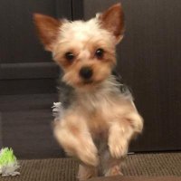 たすけ (@tasuke0726) 's Twitter Profile