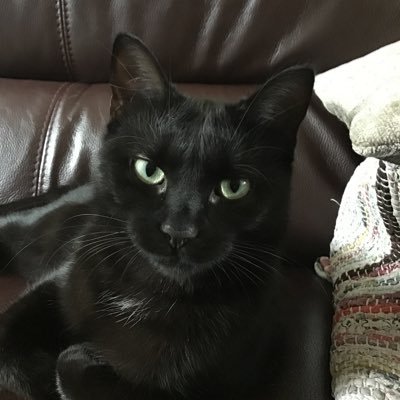 Rosie_cat28 Profile Picture