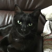 Cath Keyes 🙋🏻‍♀️🐈‍⬛🐈🐈‍⬛(@Rosie_cat28) 's Twitter Profile Photo