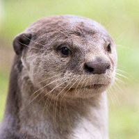 ゆう (@ottergaotter) 's Twitter Profile Photo ゆう (@ottergaotter) 's Twitter Profile Photo