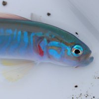 なべべな (@lockfishisland2) 's Twitter Profile