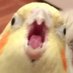 BIG BIRD (@lebirdy01) Twitter profile photo BIG BIRD (@lebirdy01) Twitter profile photo