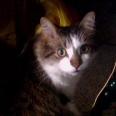 Onyx_the_tuxie's profile picture. #catsoftwitter #tuxedocats