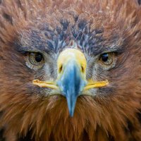 آریو (@nansigvil) 's Twitter Profile