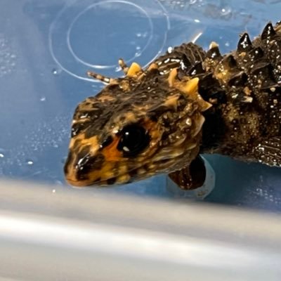 SHUNYA_iw3wi's profile picture. 生き物飼育してます