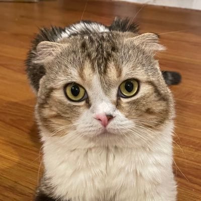 kirkkiat.eth (💙,🧡) 🐐さんのプロフィール画像
