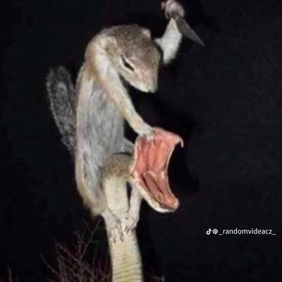 big0man2weeb29's profile picture. A weeb