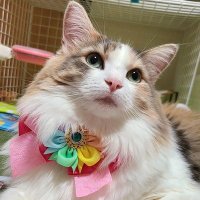 でこぽん (@sudachi0419) 's Twitter Profile