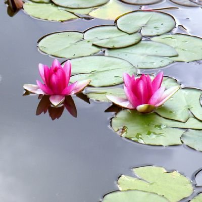 KolsulkarNina's profile picture. ✊🚩 जयोस्तु हिंदुराष्ट्र 🚩✊