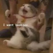 RenamedUser (@renamed1user) 's Twitter Profile