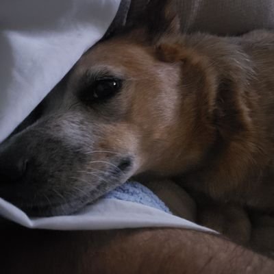 kruder775's profile picture. GO BILLS