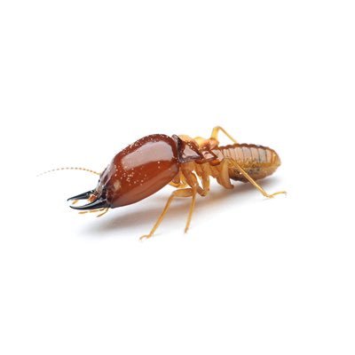 termite