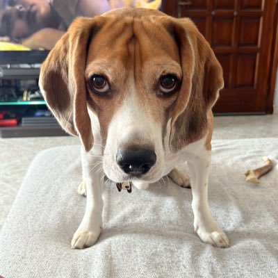 androstanko's profile picture. ☘️