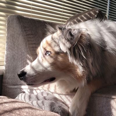 BrenanAOS's profile picture. Devoted husband and dog parent. FAR too lazy to hate. Using Twitter to spread positivity, logic, and ridiculous animal videos.