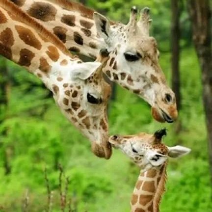 koneCdric5's profile picture. Je suis honnête patients calme