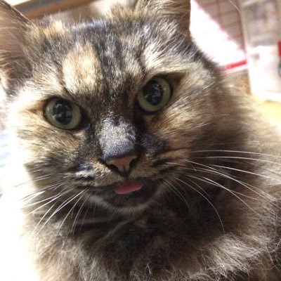 IsLove1988's profile picture. ゲーム、アニメ、漫画、好きですます