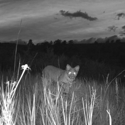 Longs Peak Wildlife Rangers