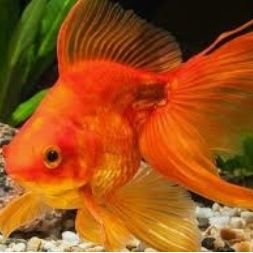 goldfish_officl