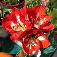 Ms Sarah (@msgssarah) 's Twitter Profile