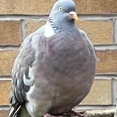 fatpigeon1969 Profile Picture