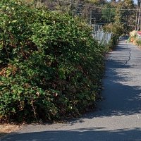 Seattle Street Fixers (@seastreetfixers) 's Twitter Profile