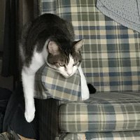Alice Salzman, PT, EdD (@salzmanalice) 's Twitter Profile