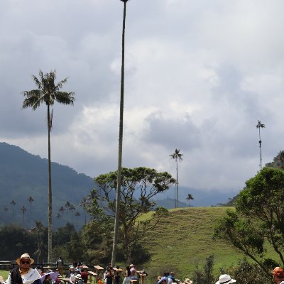 “Trabajamos con amor: amor por el conjunto,
amor por la unidad, amor por lo universal,
amor por los valores máximos de la vida.”
Josué Giraldo Cardona