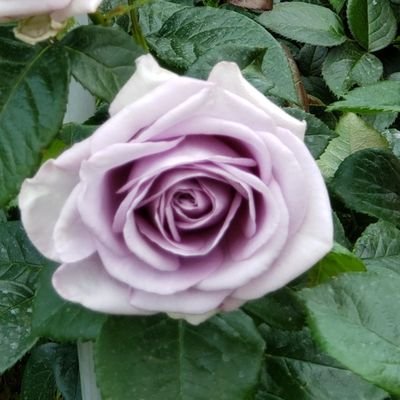 2022.7.8
あの日から考えたこと知ったこと
とりとめもなくつぶやきます
サムネの写真は2022·9.10中秋の名月🌕