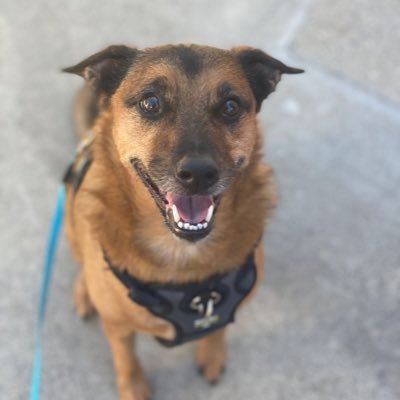 Hi, I’m Koa! 5 year old Shepherd Terrier. https://t.co/6E11eexxkb