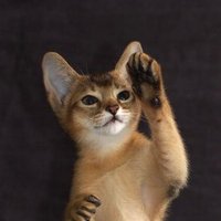 たびっこぽーろ (@tabikko_polo) Twitter profile photo