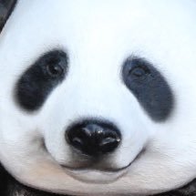 Gossan_graphic's profile picture. design勉強中