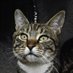 Mary Ford ❤️ Memecoin (@maryfor20132961) Twitter profile photo Mary Ford ❤️ Memecoin (@maryfor20132961) Twitter profile photo