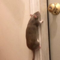 strudle miller (@strudle14) 's Twitter Profile