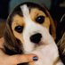 SoCalhound (@socalhound) Twitter profile photo SoCalhound (@socalhound) Twitter profile photo