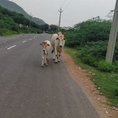 anilKumarsk7's profile picture. kannadiga, software engineer