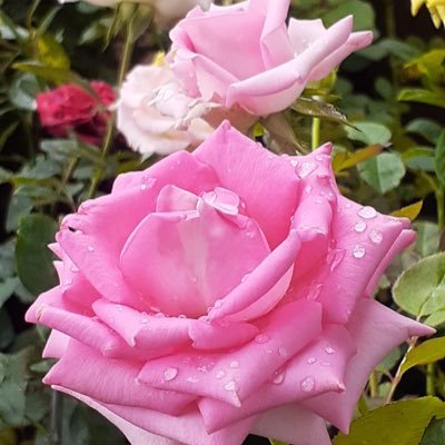 peeraebrahim's profile picture. BORN 23/06/1951