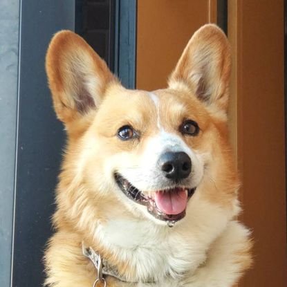 ttm_nkmr0614's profile picture. 愛犬のれおん君について呟いておりますが、中村製畳店は福岡県宗像市で創業100年以上続く畳屋です。豊富な経験と実績のある職人の手作りで、高品質な畳を迅速に納品しております。福岡県近郊の個人様・法人様に対応しております。ご相談やお見積りは無料ですので、お気軽にご連絡ください。フォロー100%です✨