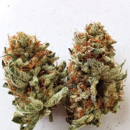 Organic, living soil gardener
Stoopidtrukergrows, and Borealgardener on IG. Here to meet new people. Ambassador/Rep for Growers Republic Horticultural Light