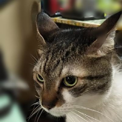 kotetu_of_tenth's profile picture. ゲーム(麻雀と格ゲー)とVが好きな人間です。
サンフラワー/よんあんこ推し♪
雀魂とスト6メインでやってます
あと猫大好きです₍ᐞ•༝•ᐞ₎◞ ̑̑
最近は温泉やサウナ巡りにはまってます