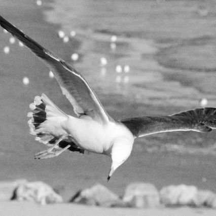 zesters98's profile picture. 정계아님. 일상계임. 기분이 태도가 되면 안 됨.
세상은 알 수 없는 수수께끼. 사람이 어떻게 리짜이밍 따위를 지지하나!