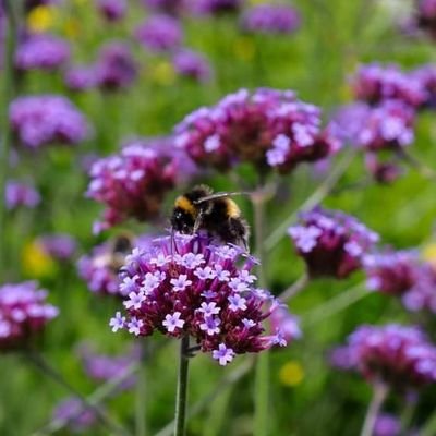 NatureAPhoto's profile picture. Photographer. Artist.

            M.E/Fibro and Mental Health Warrior.