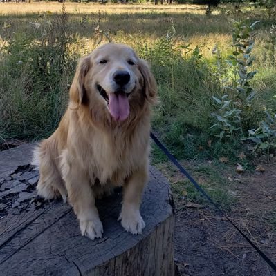 dog_scully's profile picture. Scully was a golden Dodger Dog who bled blue like mommy @sfvh5 & daddy @bbqwino. He knew he was cute & always wanted attention 24/7. Over the rainbow 10/1/24🌈