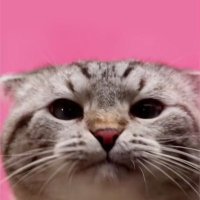 SON OF A RISK (@sonofrisk) 's Twitter Profile