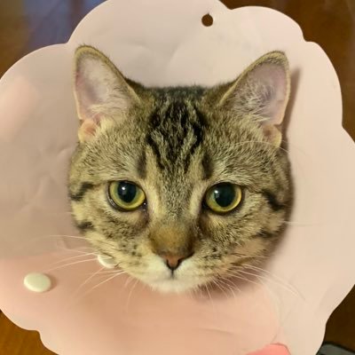 RUI_diary2022's profile picture. ミヌエット（短毛・短足）/男の子/2020年3月26日生まれ/生後6ヶ月でリンパ腫発症するも現在は完治/健康を謳歌するルイの日常をつづります。 ※2022年12月末、事情があり老犬モモカ（ペキニーズ）を引き取ることに。ニャンコとワンコの共同生活スタート！