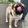 pugtono's profile picture. 2022年4月10日生まれのパグ/名はトノ