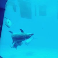 雪桜 (@yu06ki2) Twitter profile photo