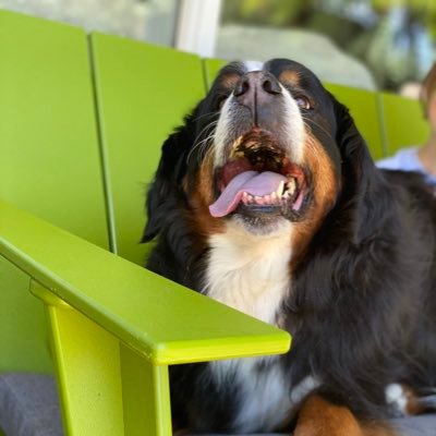 BernerAccount12's profile picture. 2010-2022! in her memory we’ll keep posting memories. I like food, boops, and my people. That’s all I really need. And treats, I need that.