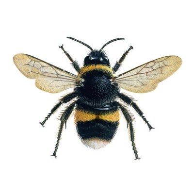 🐝Aunt Bee