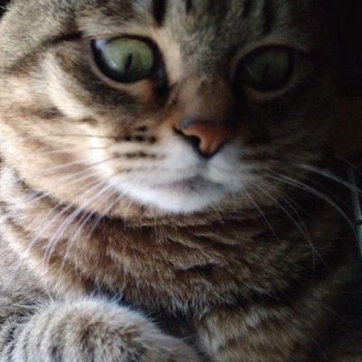 やっち( ◎д◎)/さんのプロフィール画像