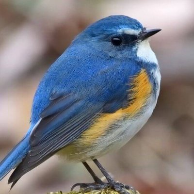 Theophi08510867's profile picture. 懸賞好き、お礼します。自営業。ミュート推奨